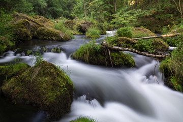 beautiful natural river stream motion water in the forest with moss rocks trees
