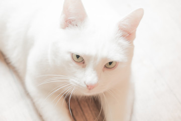 Portrait of a white cat with green, beautiful eyes. The expressive look of a fluffy cat. Soft, white coat.