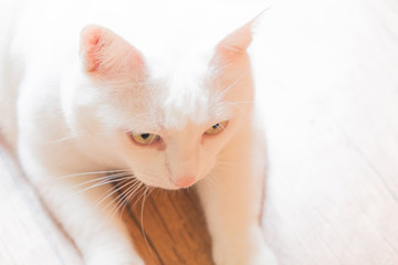 Portrait of a white cat with green, beautiful eyes. The expressive look of a fluffy cat. Soft, white coat.