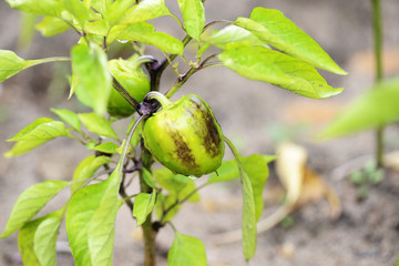 Unripe bell pepper in the garden after rain close-up