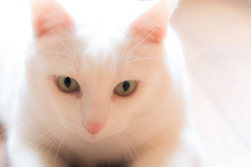 Portrait of a white cat with green, beautiful eyes. The expressive look of a fluffy cat. Soft, white coat.