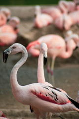 Naklejka premium flamant rose