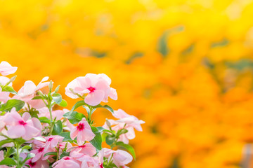 Vinca rosea flowers blossom in the garden, foliage variety of colors flowers, selective focus