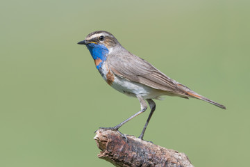 One of the most beautiful passerine birds of Earth, the Bluethroat (Luscinia svecica)