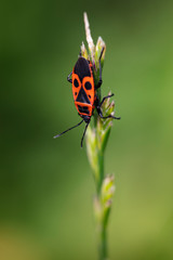 Obraz premium Pyrrhocoris apterus is sitting on the grass blade