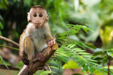 Little monkey in wild nature