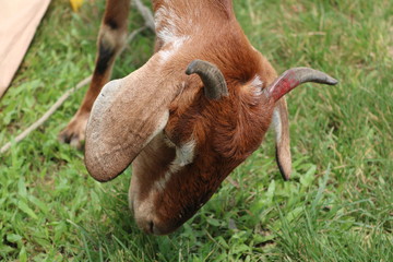goat on farm