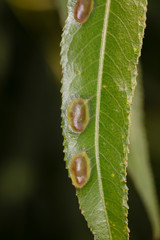 insect eggs in a weeping willow leaf