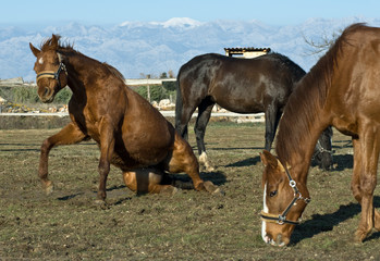 Fototapeta na wymiar Young horses play in the meadow