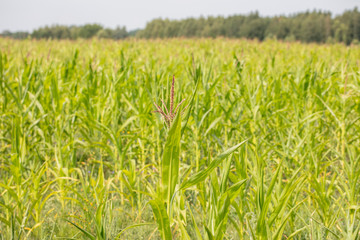 BIO corn grows in the field