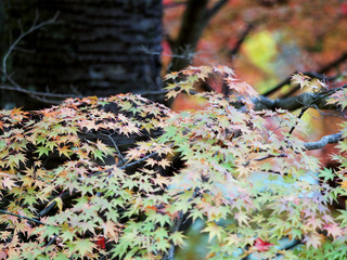 紅葉