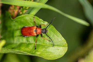 Cucujus cinnaberinus, beetle from the family of crimson, beautiful red color, close up