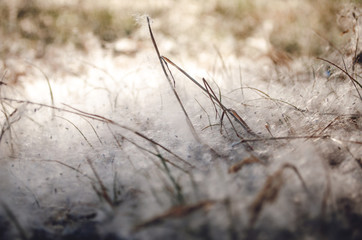 Poplar down on the grass, Sunny