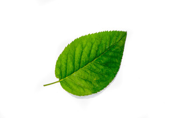 Fototapeta premium rose green leaf