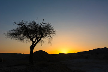 Fototapeta na wymiar Lonely Tree Black Silhouette Africa Savanna Nature Sunset Landscape Vew Background Backdrop