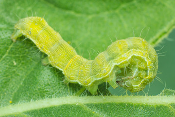 worm eating leaf