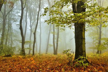 Foggy Forest of Beech Trees in Autumn, Leaves Changing Colour	