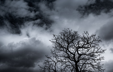 Fototapeta na wymiar Silhouette dead tree and branch on grey sky background. Black branches of tree. Nature texture background. Art background for sad, dead, lonely, hopeless, and despair. Halloween day background.
