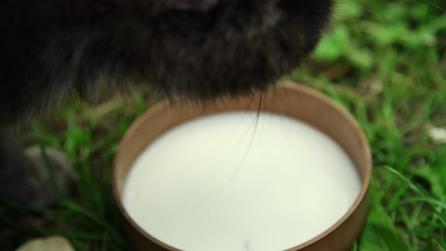 adorable plump cat head with short dark fur drinks milk fast from wooden bowl standing on grass extreme close view