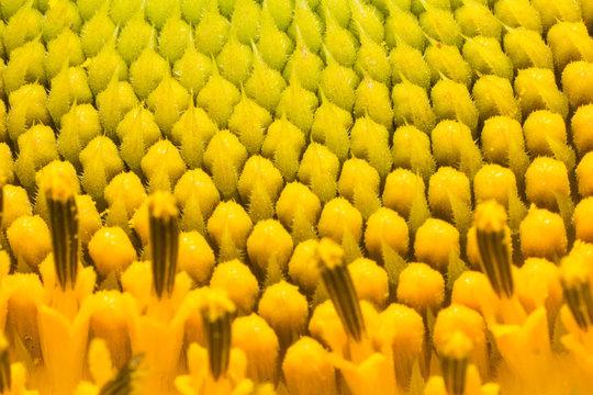 sunflower in farm © taweesak