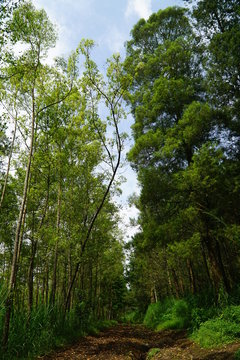 Forest in Batu Malang East Java Indonesia