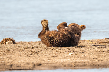 Ruling the landscape, brown bears of Kamchatka (Ursus arctos beringianus)