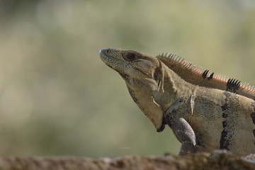 mexican iguana