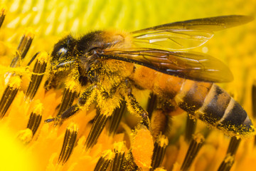 bee on sunflower