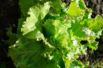 Detail of fresh green leaves of organic lettuce in the field.