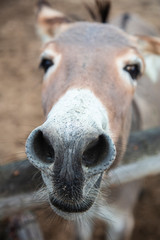 close up on a donkey's muzzle
