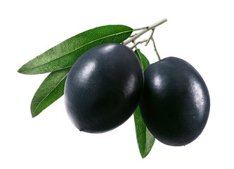 Small branch of black olives with leaves isolated on white background