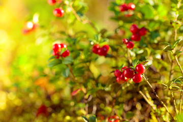 Red cowberry, lingonberry or partridgeberry in forest, natural background.
