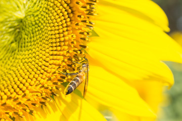 bee on sunflower