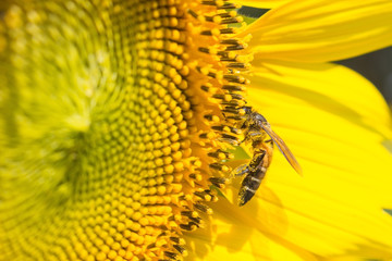 bee on sunflower