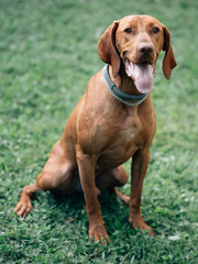 Hungarian vizsla. Young Hungarian pointer dog outdoor.