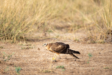 Montagu harrier or Circus pygargus portrait sitting in open field and in background meadows of grass field during winter migration time at tal chhapar blackbuck sanctuary, churu, rajasthan, India