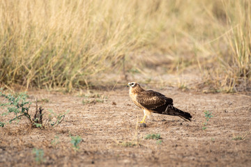 Montagu harrier or Circus pygargus portrait sitting in open field and in background meadows of grass field during winter migration time at tal chhapar blackbuck sanctuary, churu, rajasthan, India
