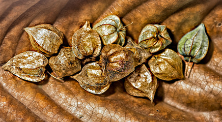 Physalis fruits (Physalis peruviana) on a dry brown leaf - selected focus - text 