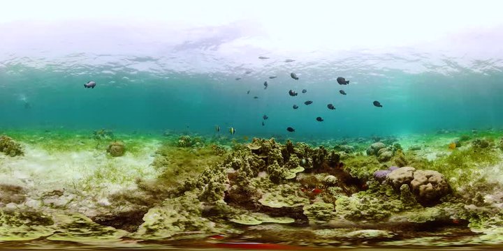 Tropical Fishes on Coral Reef, underwater scene. Camiguin, Philippines. Travel vacation concept