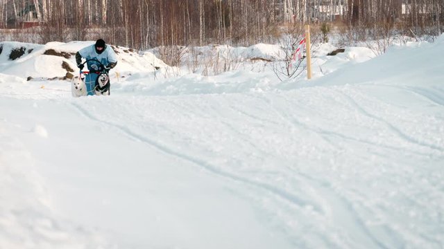 Husky dog team with rider participates in the race