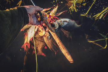Great catch of roach fly fishing.