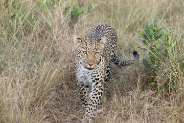 Leopard walking towards the camera, Masai Mara National Park, Kenya.