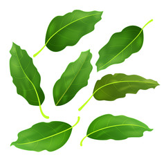 Realistic fresh bay leaf herb. Isolated flat vector element for advertising placard or banner. Vector illustration on white isolated background