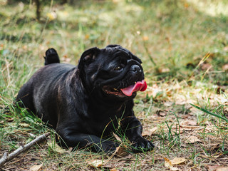 Sweet puppy of black color on a background of  green trees in a beautiful, quiet forest. Clear, sunny day. Close-up, outdoor. Concept of care, education, obedience, training and raising of pets