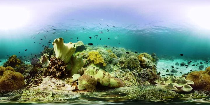 The underwater world of coral reef with fishes at diving 360VR. Coral garden under water, Philippines, Camiguin.