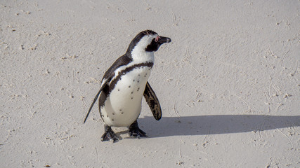Pinguino sudafricano