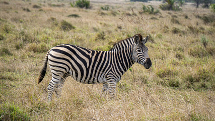 Obraz na płótnie Canvas Zebra nella savana