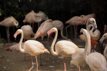 Fenicotteri rosa  in gruppo uccello acquatico d'acqua dolce