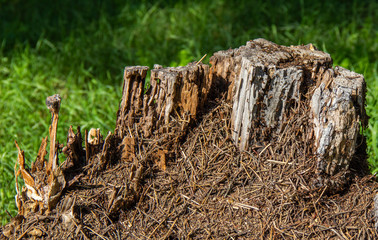 Anthill in a tree, insect life