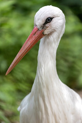 portrait of white stork (Ciconia ciconia)